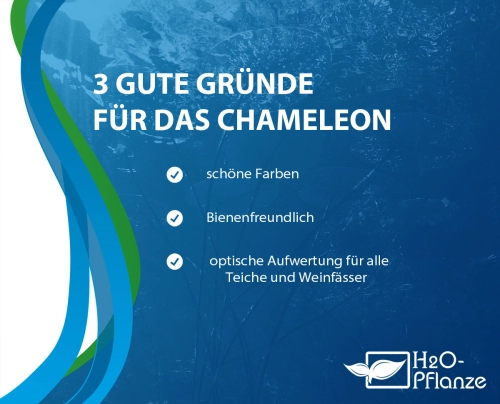 Eidechsenschwanz Chameleon